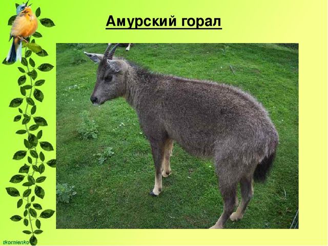 Презентация по экологии. День защиты животных.