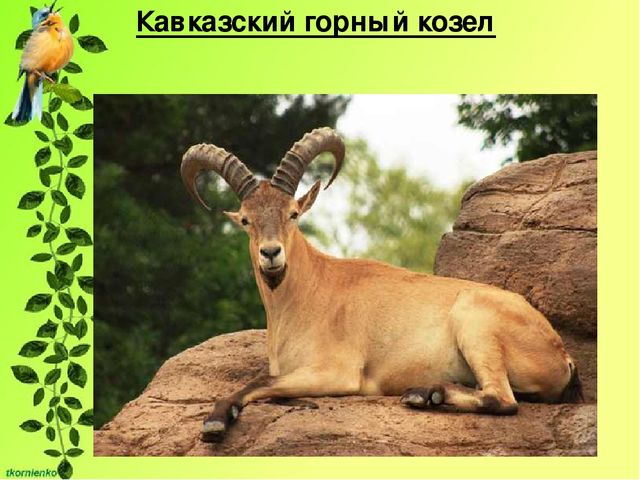 Презентация по экологии. День защиты животных.