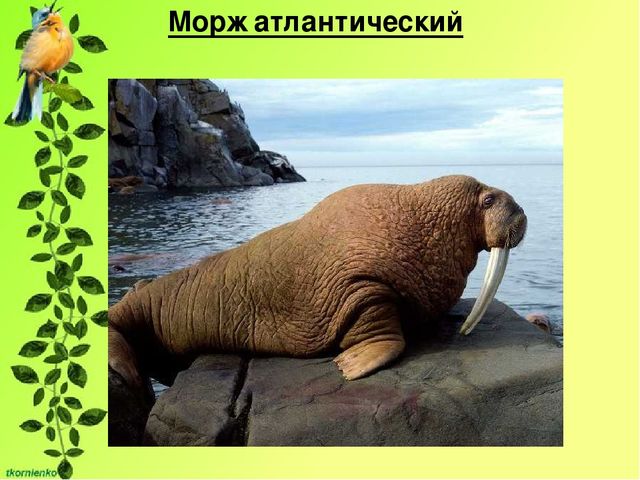 Презентация по экологии. День защиты животных.