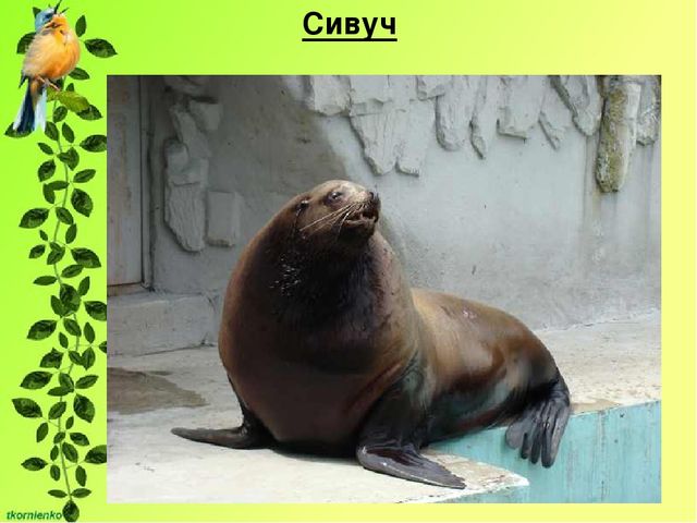 Презентация по экологии. День защиты животных.