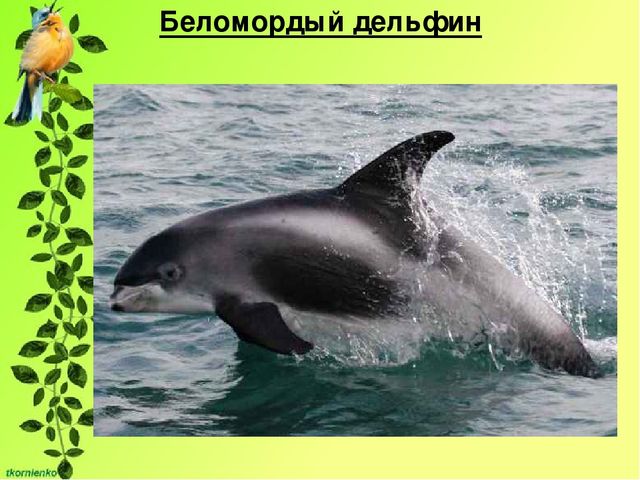 Презентация по экологии. День защиты животных.