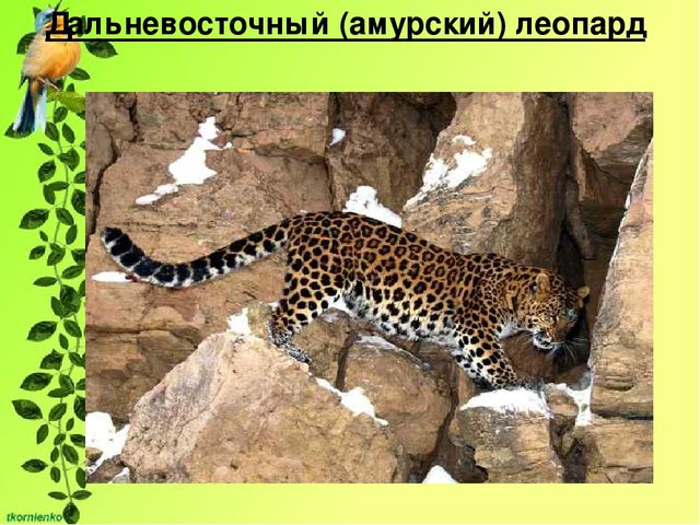 Презентация по экологии. День защиты животных.