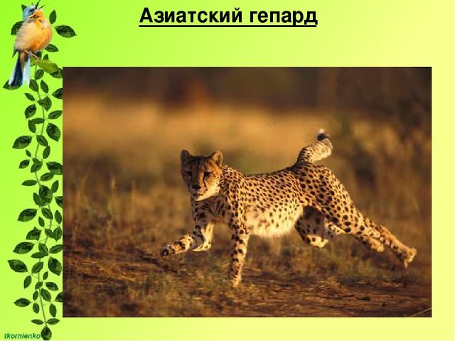 Презентация по экологии. День защиты животных.