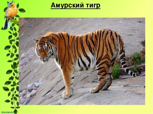 Презентация по экологии. День защиты животных.