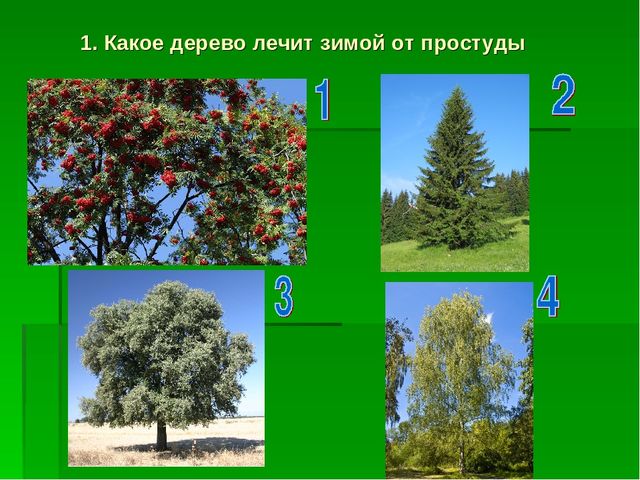 Презентация по экологическому воспитанию "Звездный час"