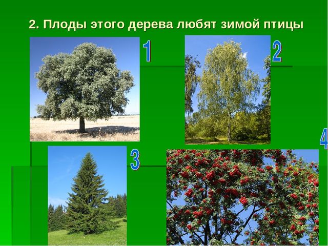 Презентация по экологическому воспитанию "Звездный час"