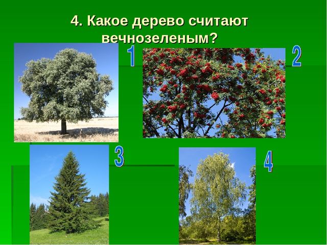 Презентация по экологическому воспитанию "Звездный час"