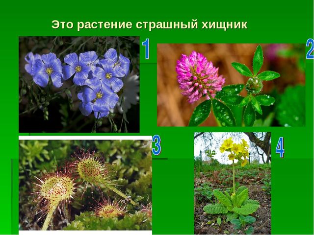 Презентация по экологическому воспитанию "Звездный час"