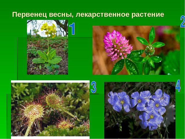 Презентация по экологическому воспитанию "Звездный час"