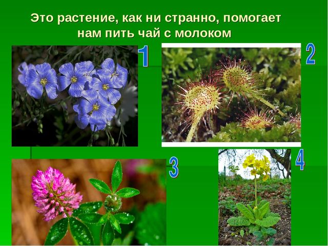 Презентация по экологическому воспитанию "Звездный час"