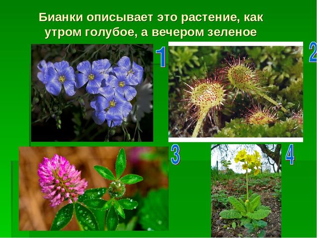 Презентация по экологическому воспитанию "Звездный час"