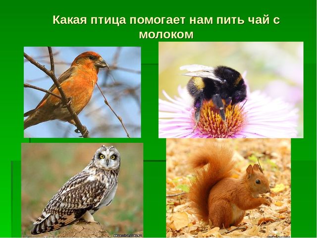 Презентация по экологическому воспитанию "Звездный час"