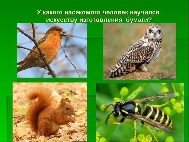 Презентация по экологическому воспитанию "Звездный час"