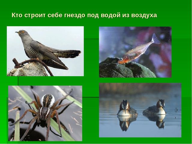 Презентация по экологическому воспитанию "Звездный час"