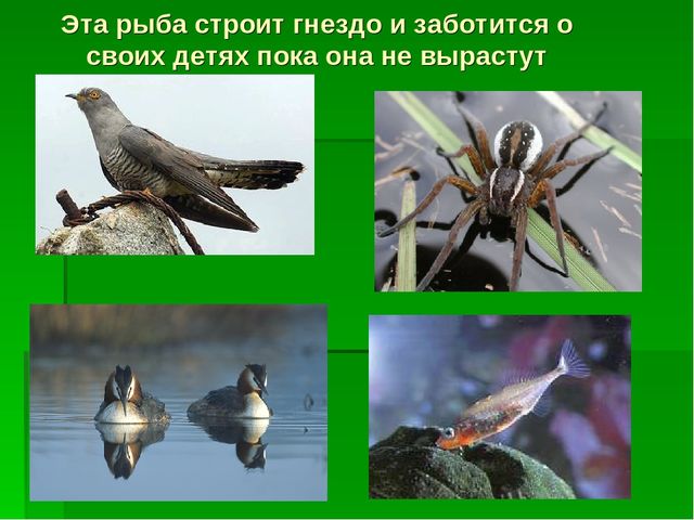 Презентация по экологическому воспитанию "Звездный час"