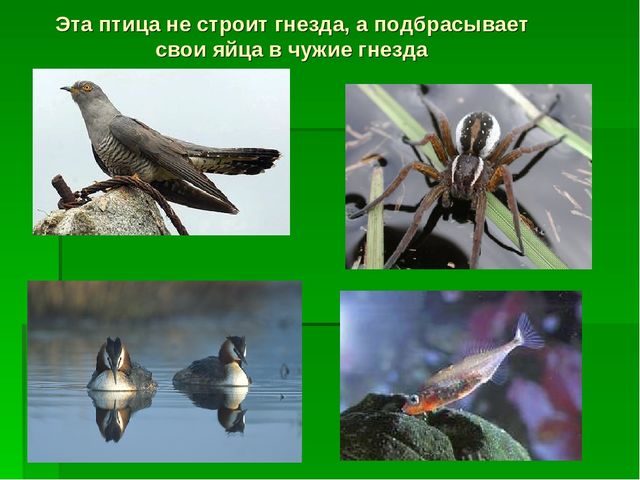 Презентация по экологическому воспитанию "Звездный час"