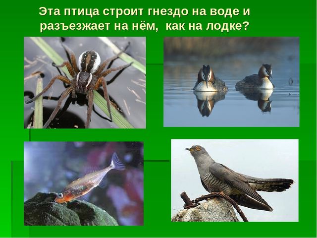 Презентация по экологическому воспитанию "Звездный час"