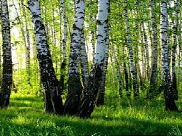 Презентация по экологии на тему "Красота природы"