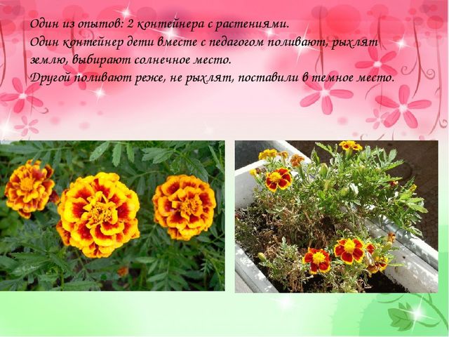 Проект "Аленький проект" (старший возраст)