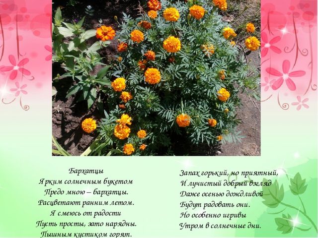Проект "Аленький проект" (старший возраст)