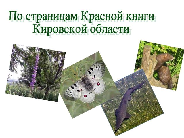 Красная книга кировской области проект 4 класс Охраняемые растения Кировской области Фотография 5 из 25 ВКонтакте