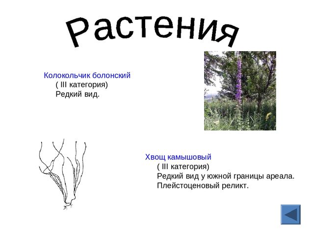 Презентация "Красная книга Кировской области"