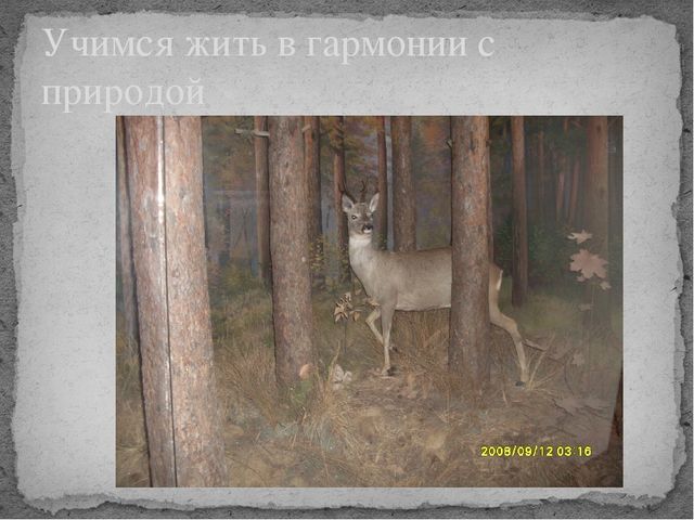 Презентация по окружающему миру на тему " Усманский бор - наш лес"