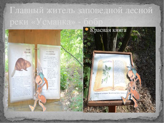 Презентация по окружающему миру на тему " Усманский бор - наш лес"