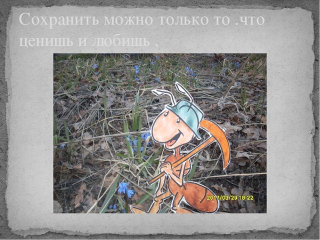 Презентация по окружающему миру на тему " Усманский бор - наш лес"