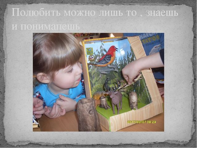 Презентация по окружающему миру на тему " Усманский бор - наш лес"