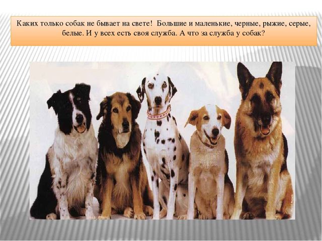 Презентация "Что за служба у собак"