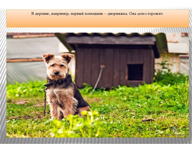 Презентация "Что за служба у собак"