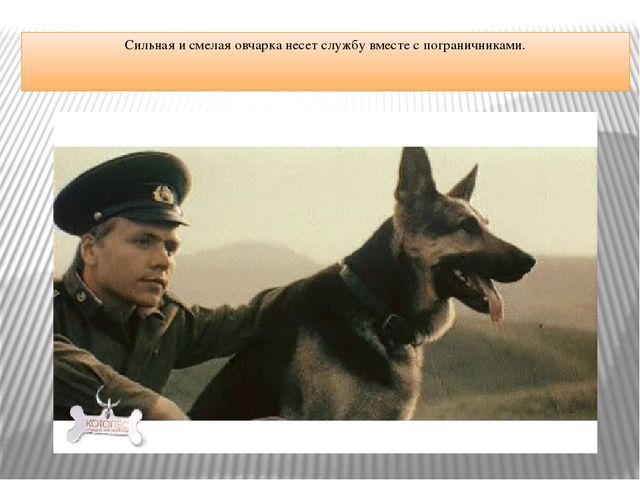 Презентация "Что за служба у собак"