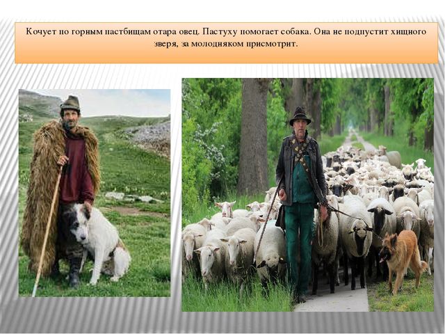 Презентация "Что за служба у собак"