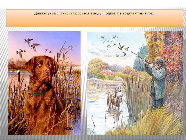Презентация "Что за служба у собак"