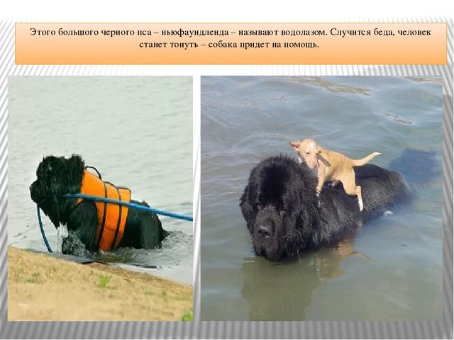 Презентация "Что за служба у собак"