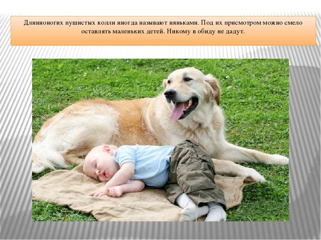 Презентация "Что за служба у собак"
