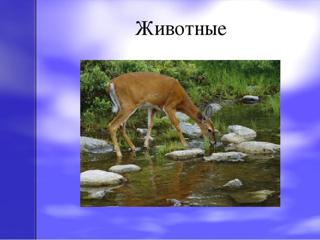 Презентация по экологическому воспитанию на тему "Оленьи ручьи"