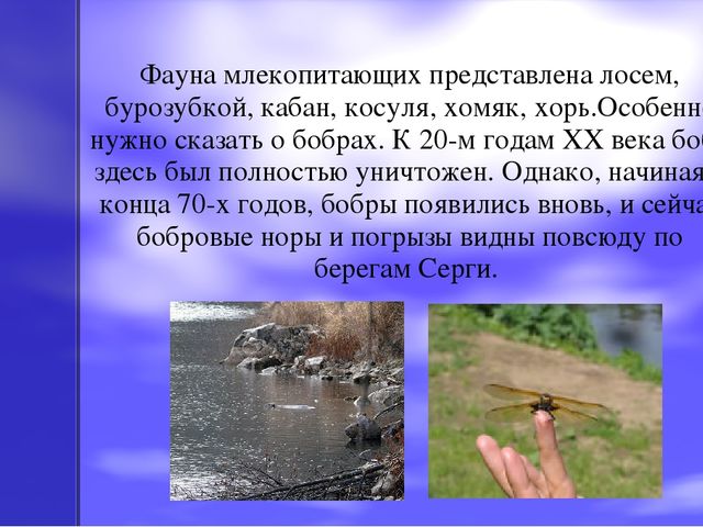 Презентация по экологическому воспитанию на тему "Оленьи ручьи"