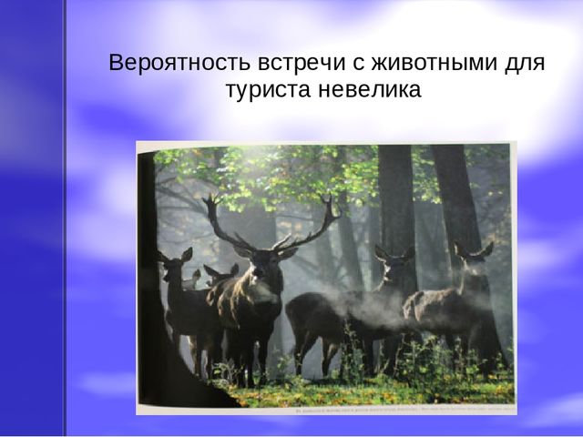 Презентация по экологическому воспитанию на тему "Оленьи ручьи"