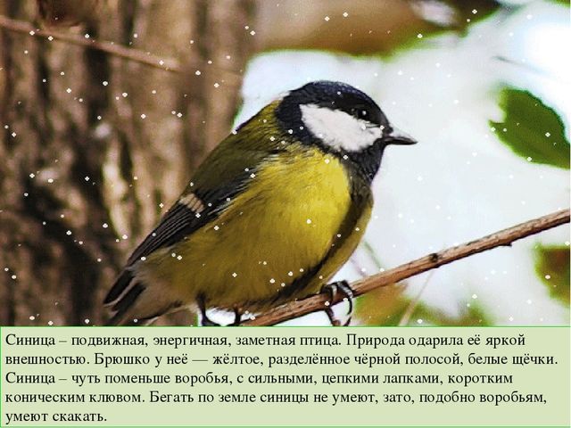 Презентация к занятию по ознакомлению с окружающим в средней группе