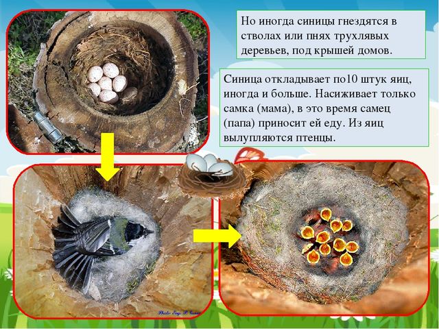 Презентация к занятию по ознакомлению с окружающим в средней группе
