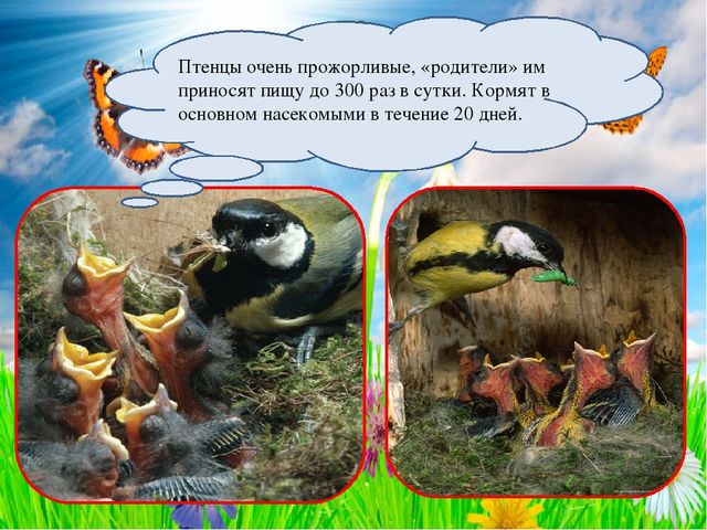 Презентация к занятию по ознакомлению с окружающим в средней группе