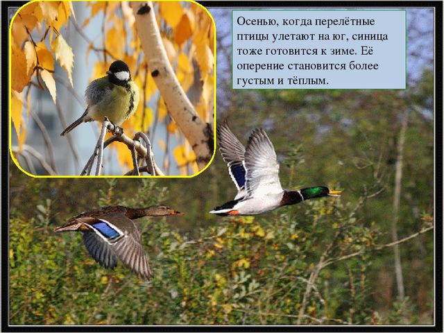 Презентация к занятию по ознакомлению с окружающим в средней группе