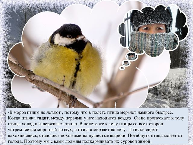 Презентация к занятию по ознакомлению с окружающим в средней группе