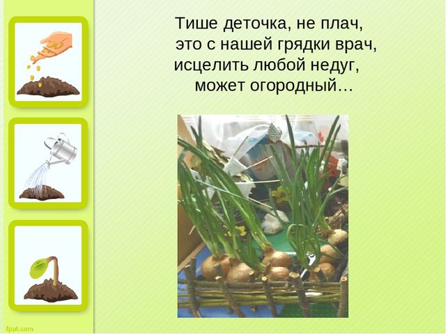 Презентация "Огород на окне" во второй младшей группе д/с