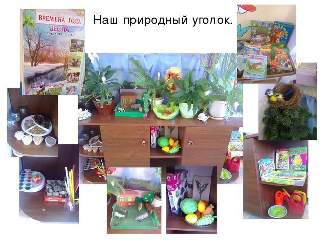 Презентация "Наш природный уголок"