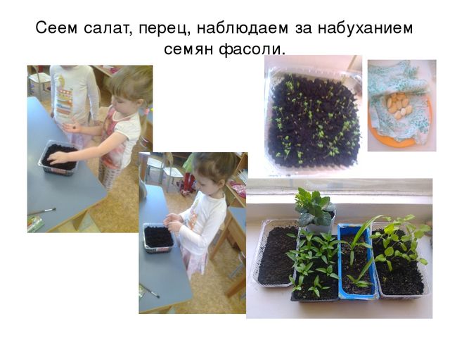 Презентация "Наш природный уголок"