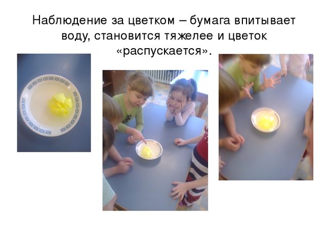 Презентация "Наш природный уголок"