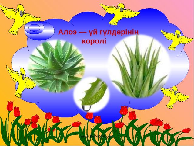 Презентация "Алоэ өсімдігінің ерекшіліктер және өсімдік қасиеті"